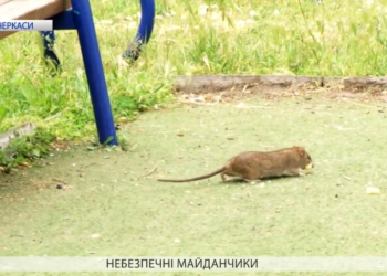 Безпека на дитячому майданчику. Гризуни та інші сюрпризи