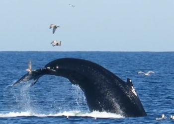 Йона XXI століття пережив поглинання китом