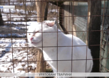 Історія врятованих тварин. Жертви людської жорстокості